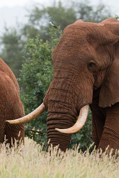 Pitamitz, Sergio 아티스트의 African elephant-Loxodonta africana-Tsavo-Kenya작품입니다.